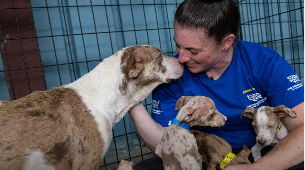Humane Society rescue worker in a blue shirt comforting a dog and spotted puppies in a kennel.