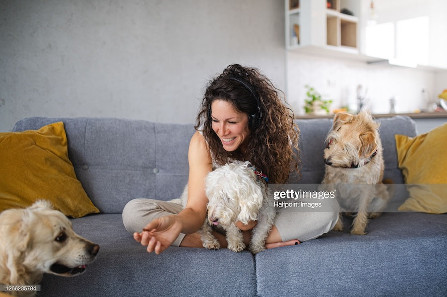 Smiling dog sitter sitting on a sofa playing with three dogs at home.