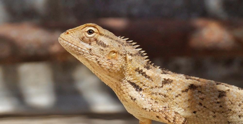 Close-up of a spiny tan lizard basking, a calm reptile pet that can live alongside dogs.