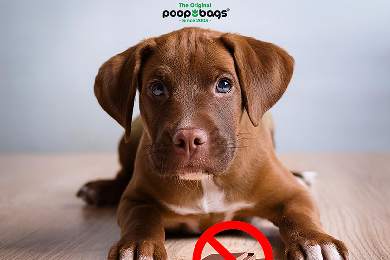 Brown puppy resting on a wood floor beside a no-chocolate warning symbol, showing chocolate is dangerous for dogs.