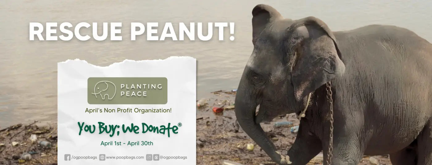 Rescue Peanut campaign banner shows a chained elephant on a littered shore, Planting Peace donation drive.
