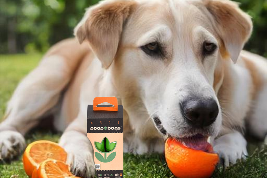 Dog lying in grass eating an orange slice beside a poopbags dispenser box.
