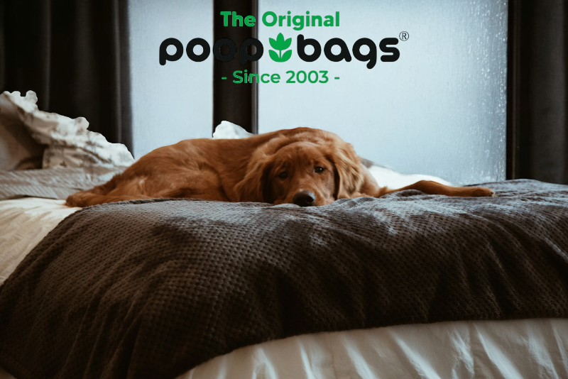 Golden retriever resting on a bed as rain streaks the window during a storm.