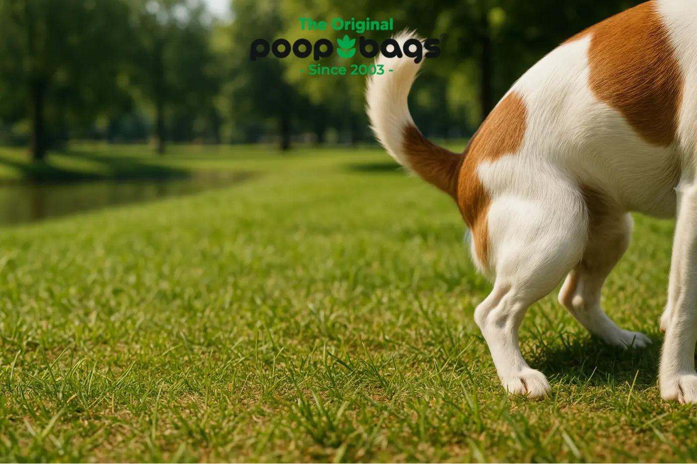 Brown and white dog standing on park grass beside a pond, illustrating dog waste water pollution.