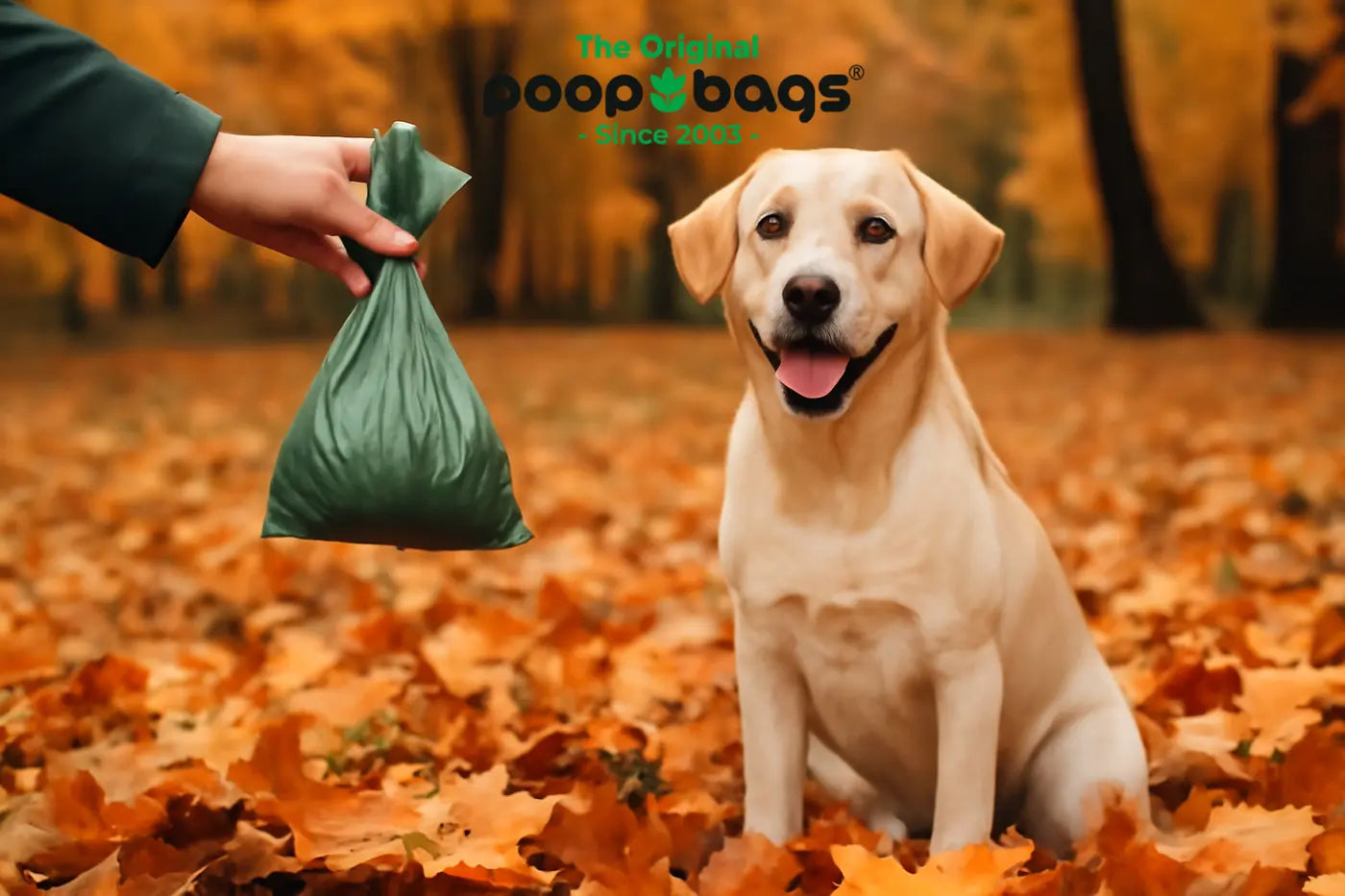 Hand holding a green poop bag beside a Labrador sitting among fallen autumn leaves.