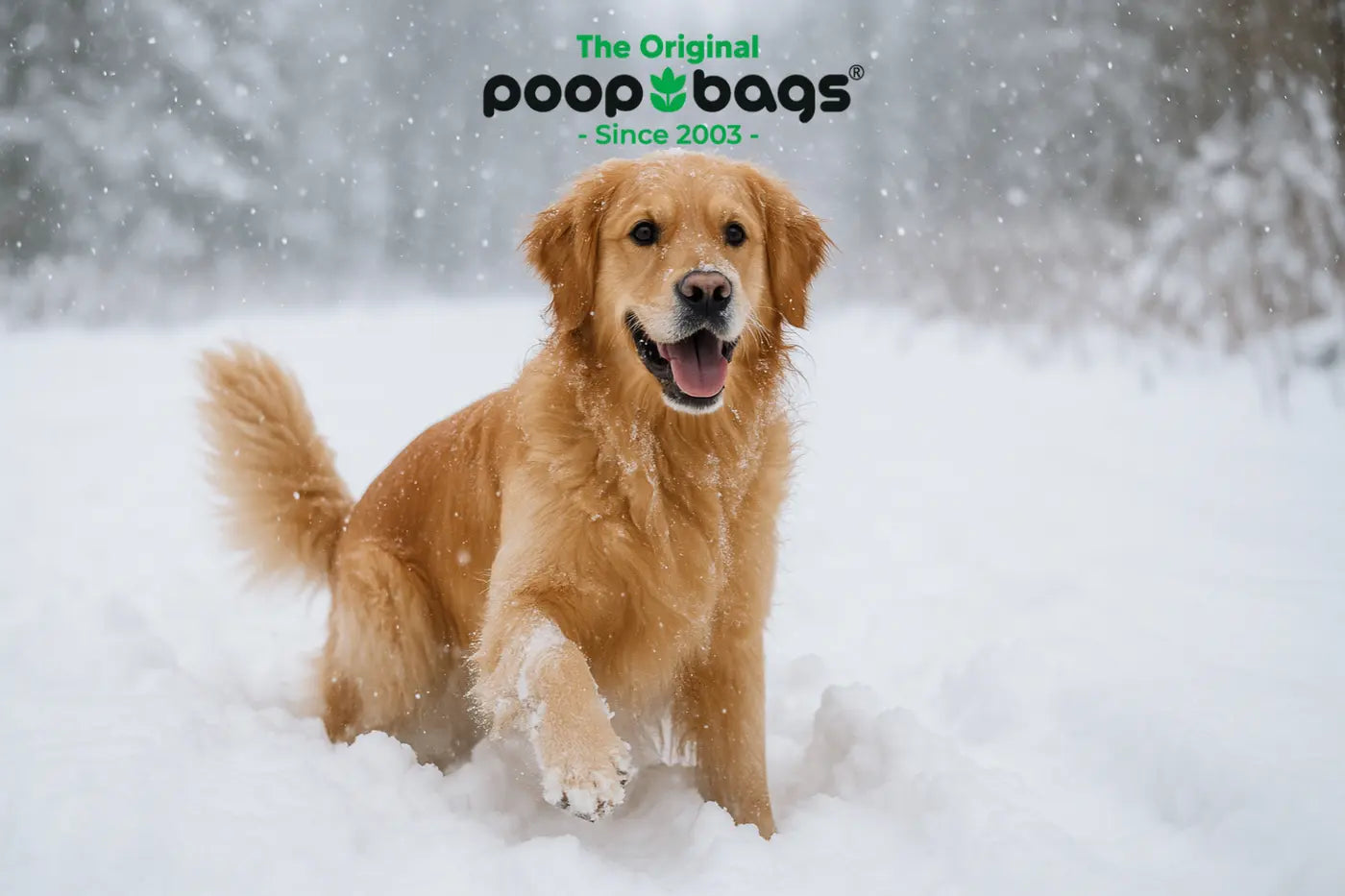 Golden retriever bounding happily through fresh snow during a snowfall in a wintry forest.