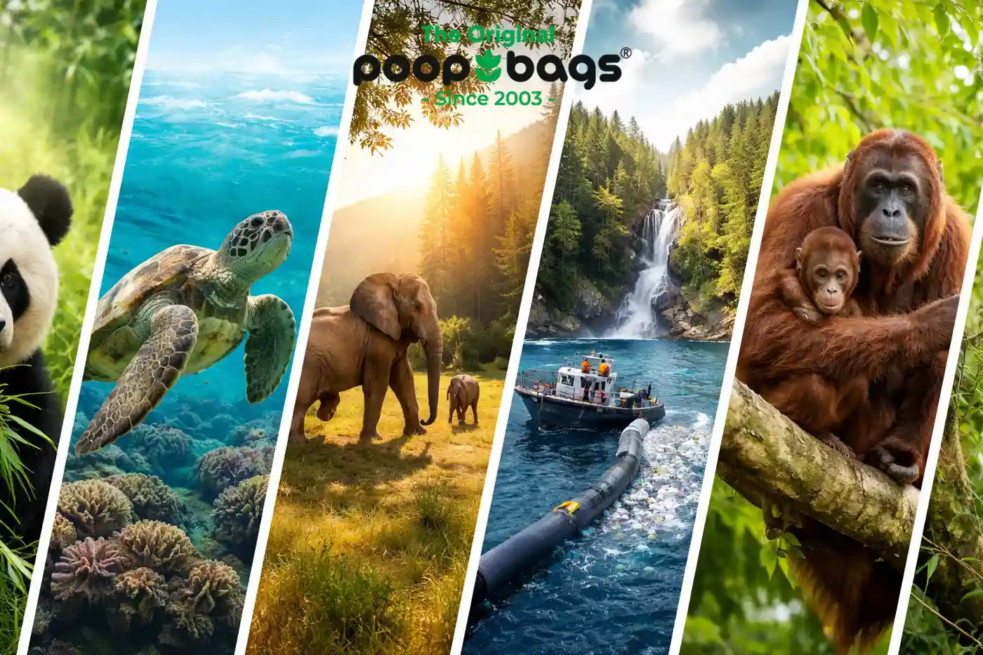 Panel collage of a panda, sea turtle, elephants, ocean cleanup boat, and orangutans.