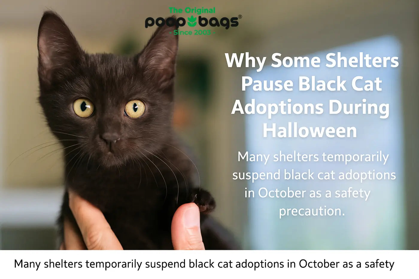Black kitten held gently, with header text on Halloween black cat adoptions and shelter safety.