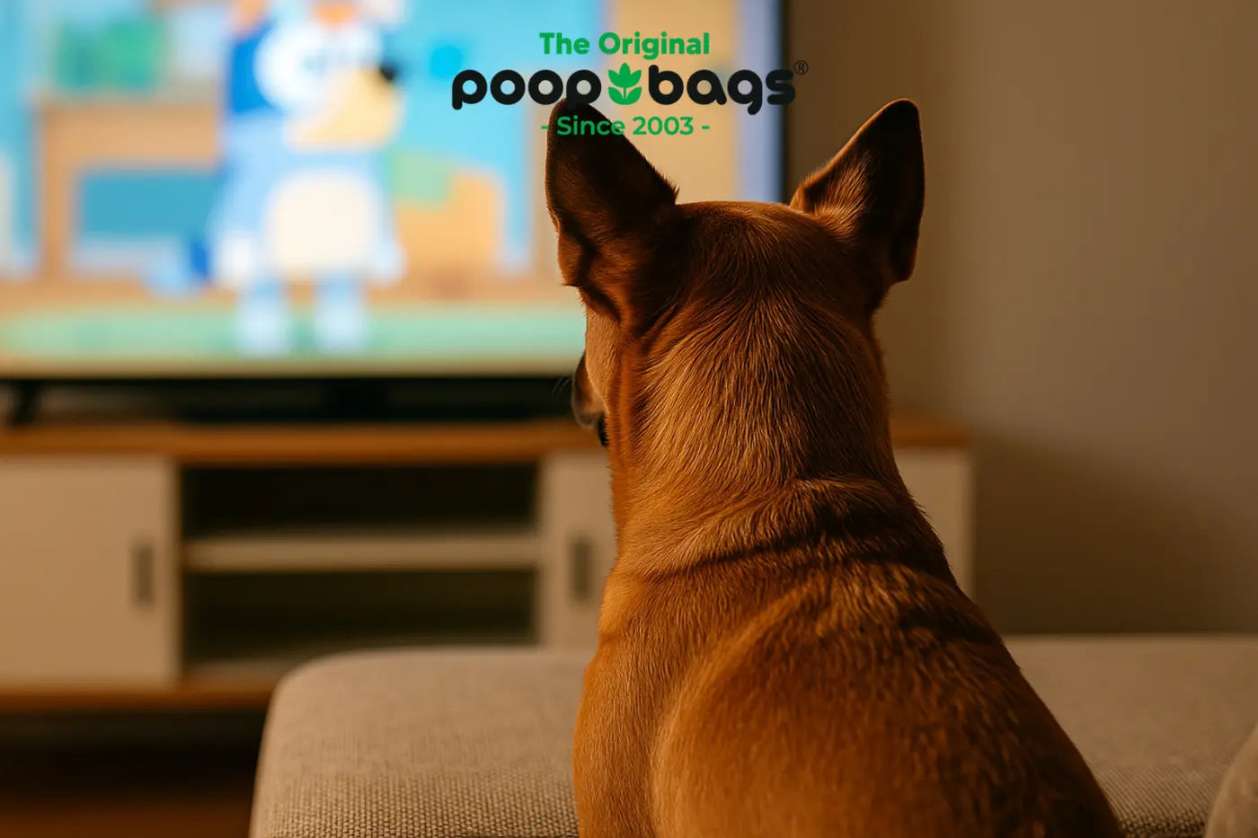 Brown dog watching Bluey cartoon on a living room television from the couch.
