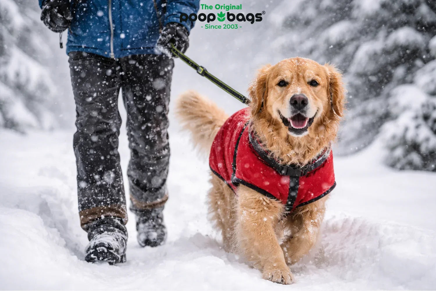 Golden retriever in a red winter coat walking on a leash through falling snow.