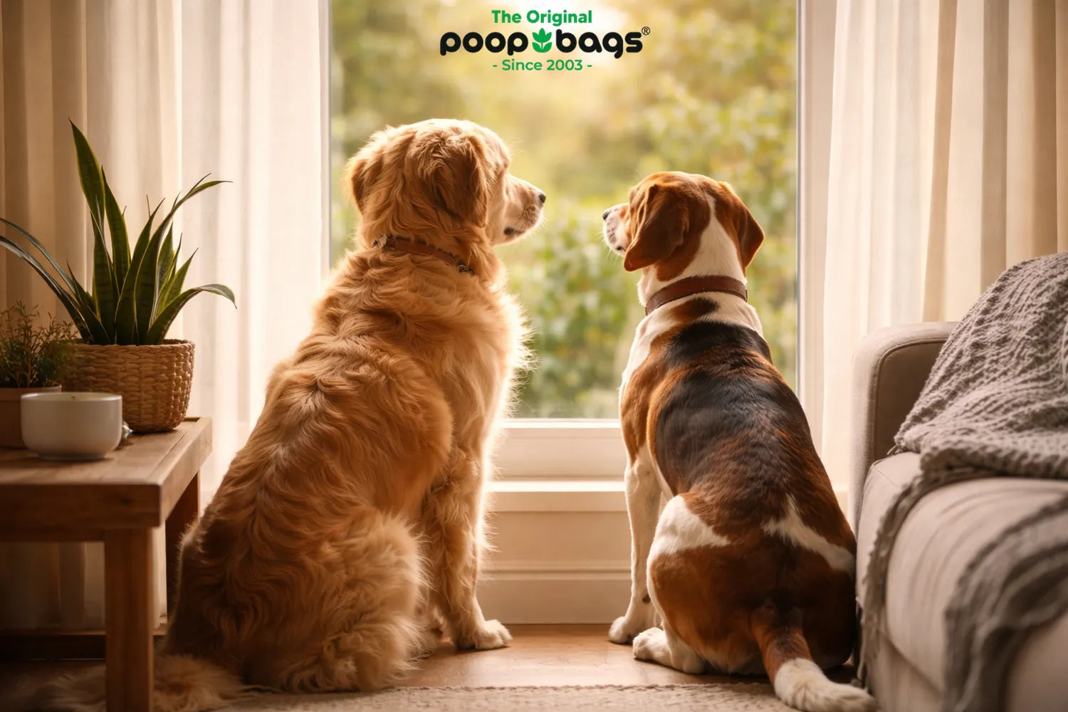 Golden retriever and beagle sit by a window waiting, illustrating how dogs perceive time.