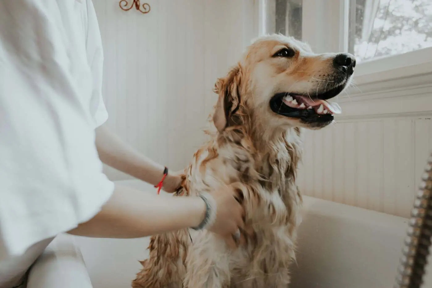Person bathing a wet golden retriever in a tub to soothe itchy skin.