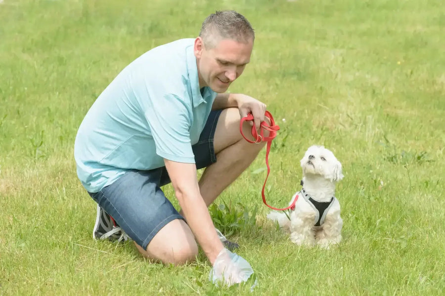 How to Dispose of Dog Poop the Right Way