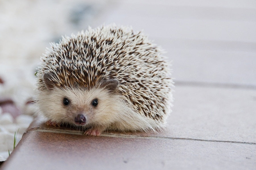 Pet hedgehog with pale quills resting on a tiled terrace, illustrating hedgehog care.