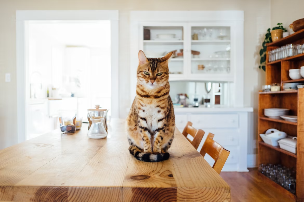 Bengal cat sitting upright on a wooden dining table in a bright kitchen.