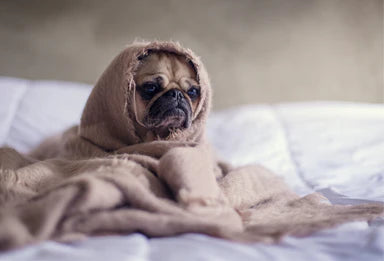 Pug bundled in a beige blanket looking unwell, illustrating a dog that ate marijuana.