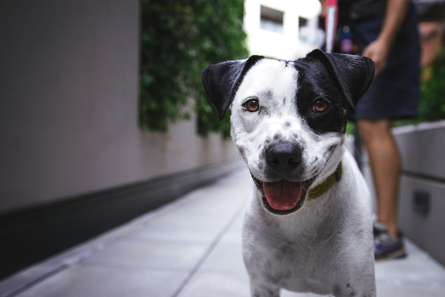Happy black and white dog on a leash being walked along a city sidewalk.