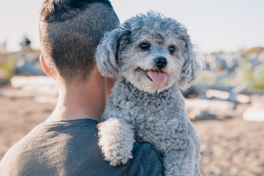 Grey curly-coated poodle mix held over a person's shoulder outdoors at the beach.