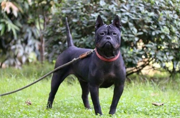 Black dog on a leash standing alert in a lush, dog-friendly backyard.
