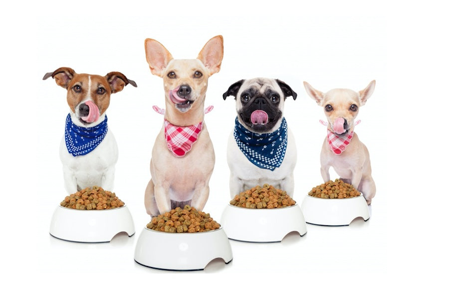 Four small dogs in bandanas licking their lips behind bowls of dog food for allergies.