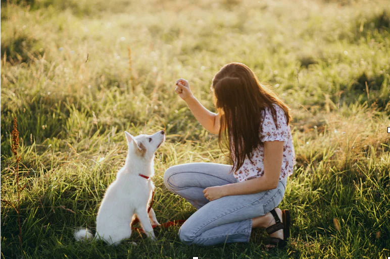 Person kneeling in a sunlit field training an attentive white puppy on a leash.