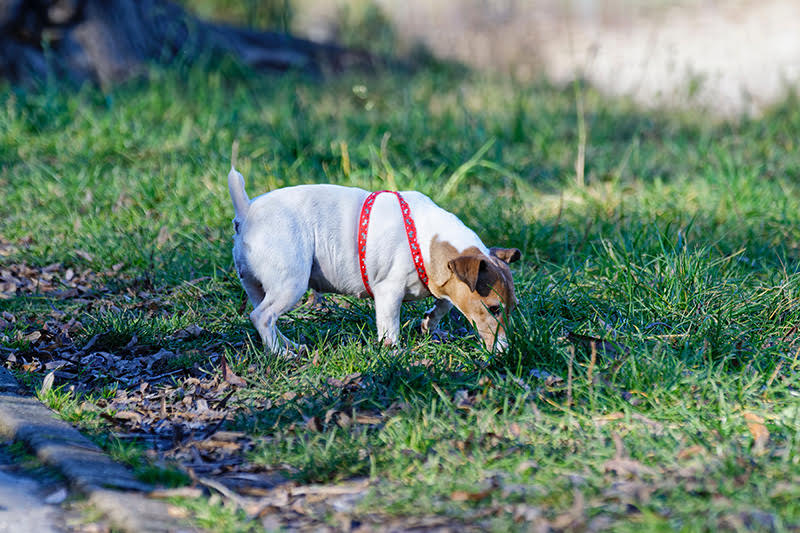 Jack Russell terrier in a red harness sniffing grass in a sunny park.
