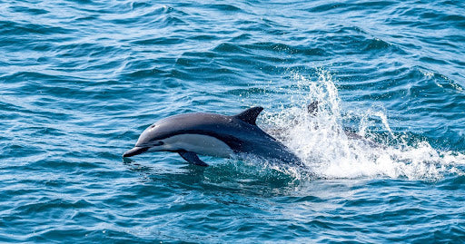 Dolphin leaping from choppy blue ocean water, highlighting marine life and ocean conservation.