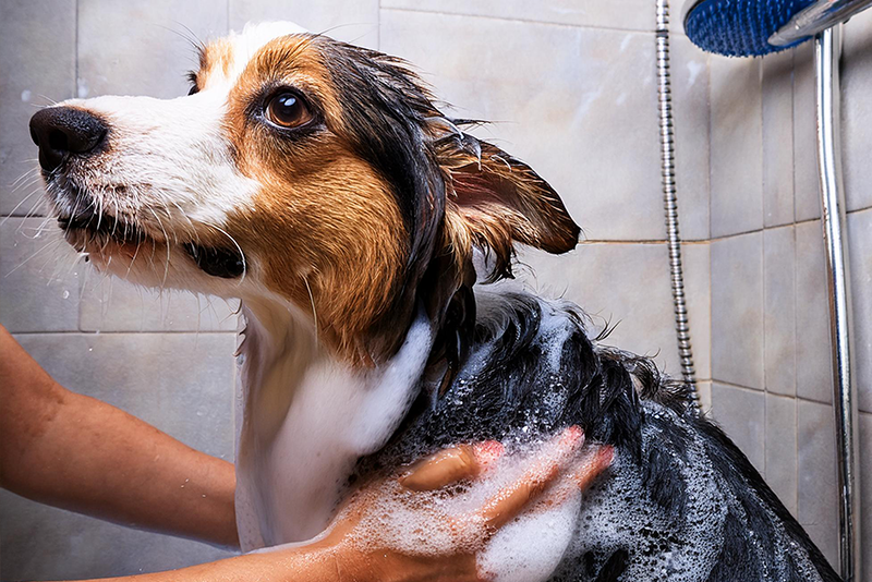Hands lathering a wet dog with suds during a stress-free bath in the shower.