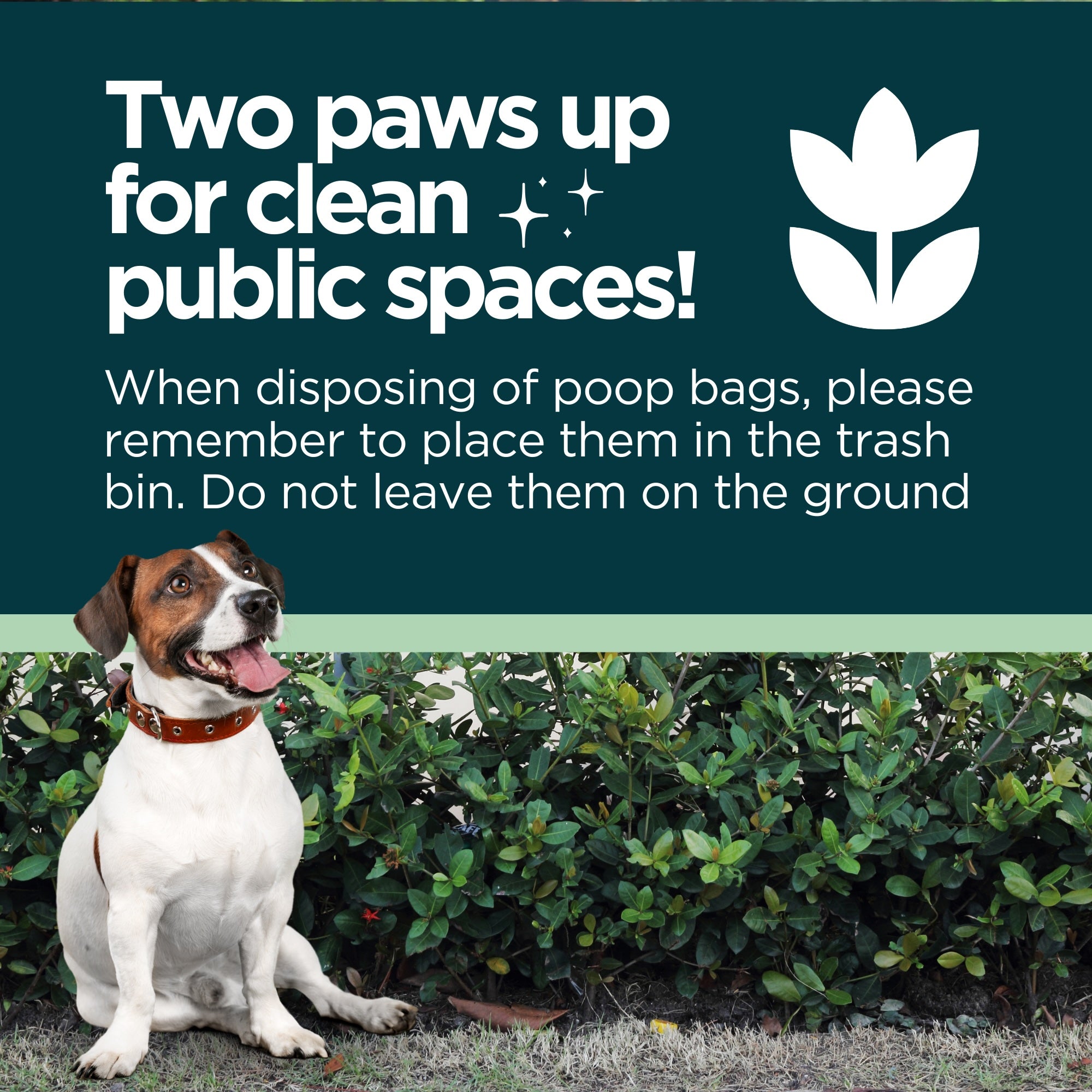 Smiling Jack Russell terrier sitting by a hedge with a reminder to place dog poop disposal bags in the trash bin to keep public spaces clean.