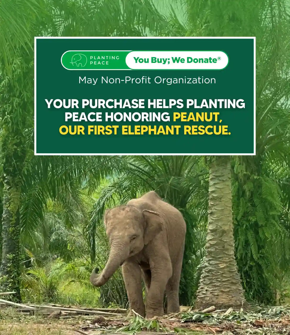 Collage showing rescued elephants Tiny and Peanut freed from chains through Planting Peace charity partnership