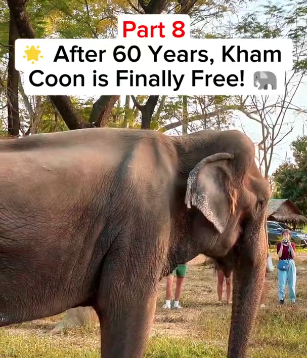 Rescued elephant Kham Coon walking freely at sanctuary after 60 years in captivity