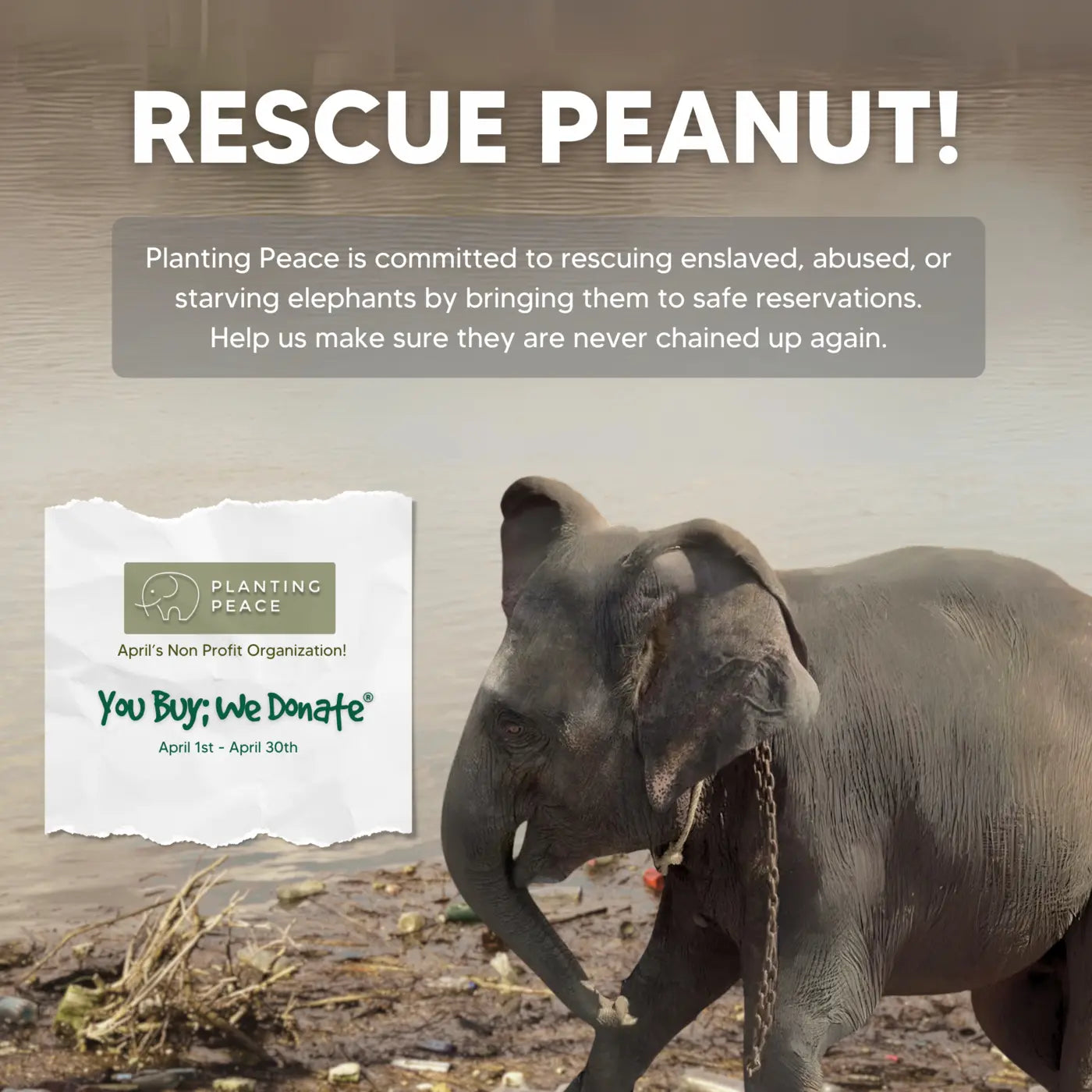 Chained elephant named Peanut with Planting Peace rescue campaign poster promoting elephant rescue donations