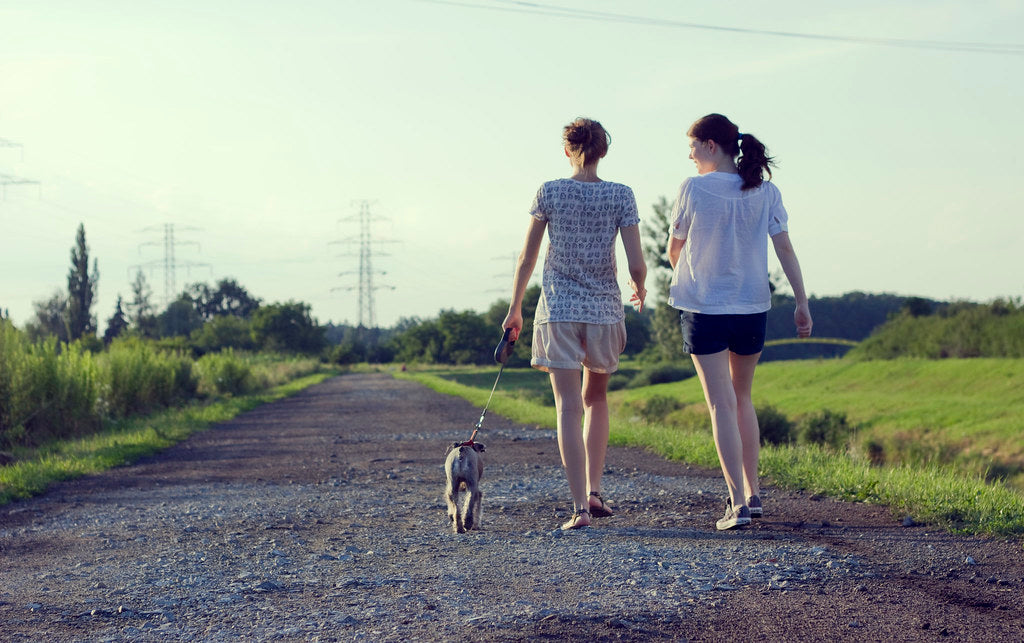 Two people walk a leashed dog down a gravel path in the countryside.
