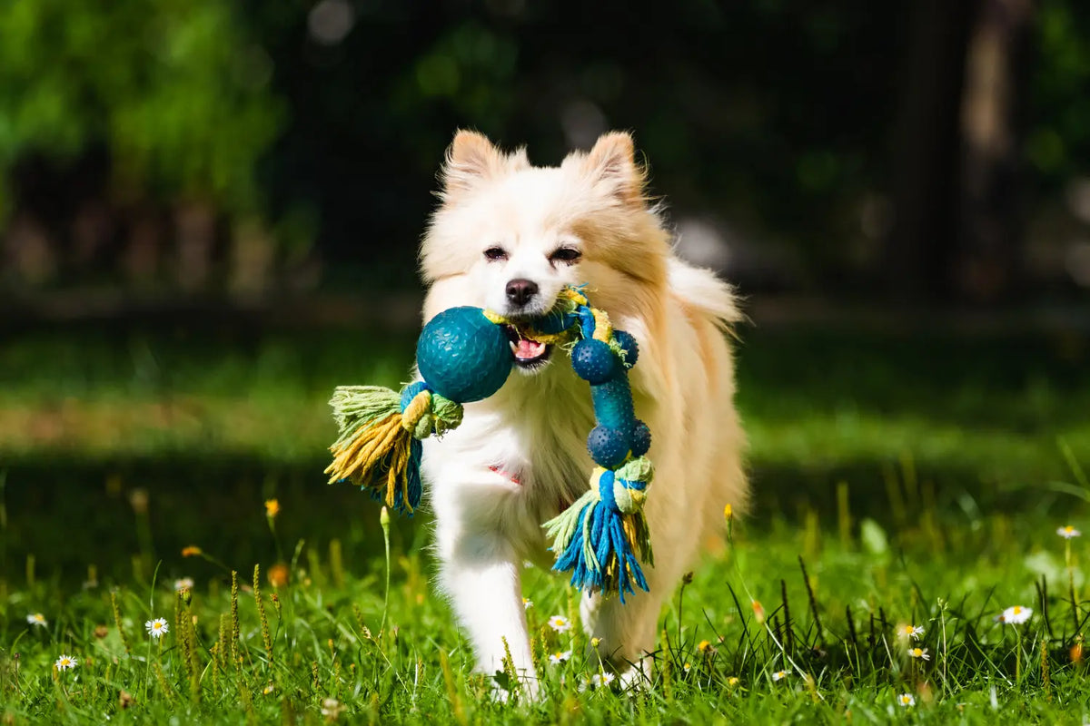 Fluffy dog running through a grassy park while carrying a blue rope toy in its mouth.