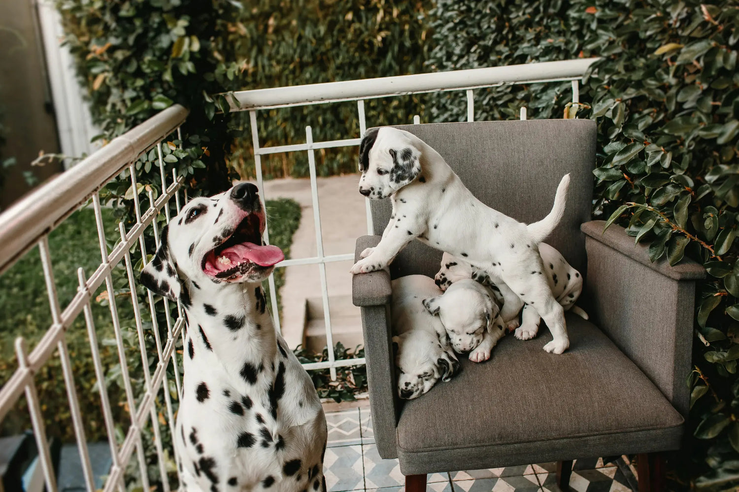 Adult Dalmatian standing beside a chair holding two Dalmatian puppies, illustrating the need for dog clean-up bags for multi-pet households.