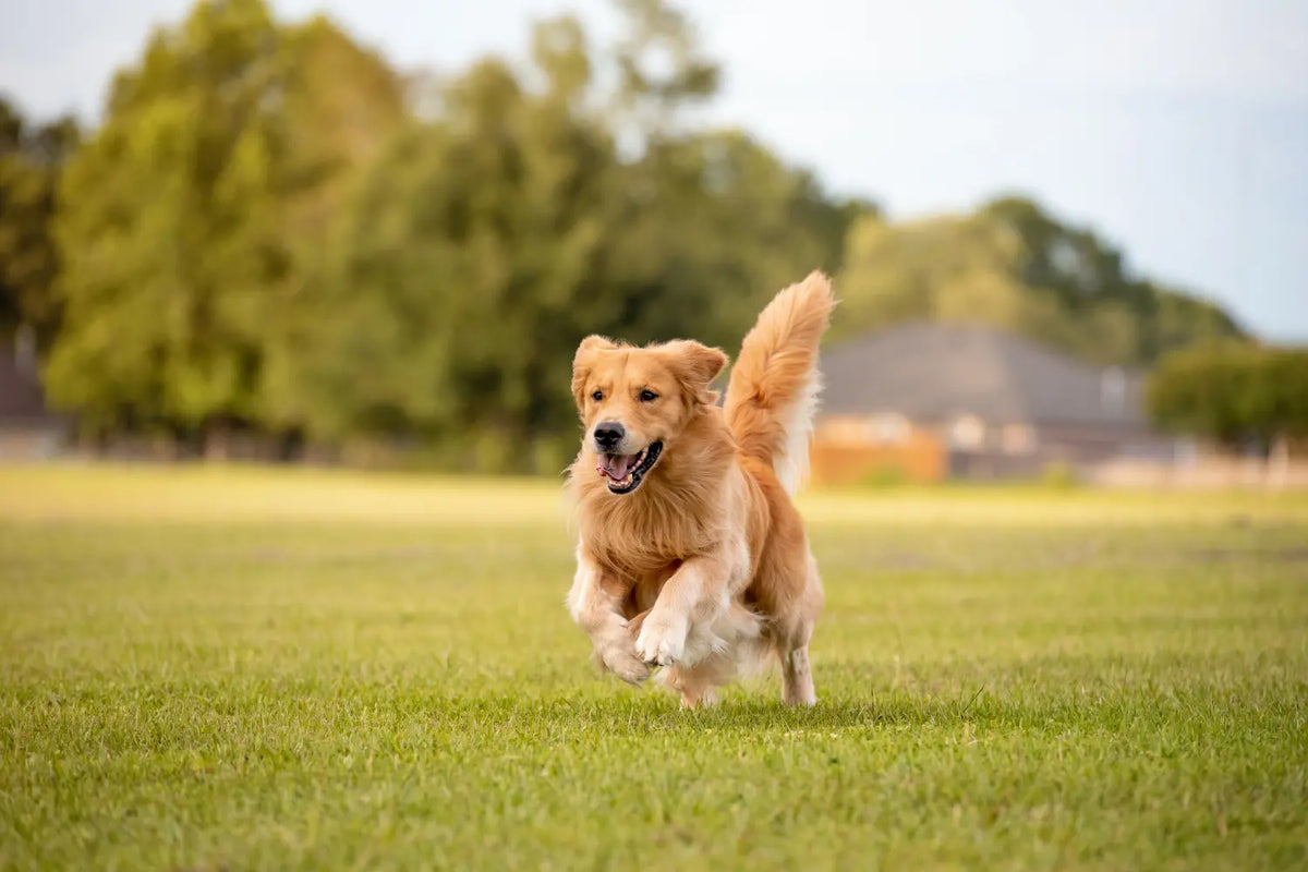 Dog poop bags target audience represented by a golden retriever happily running through a lush green field on a sunny day.