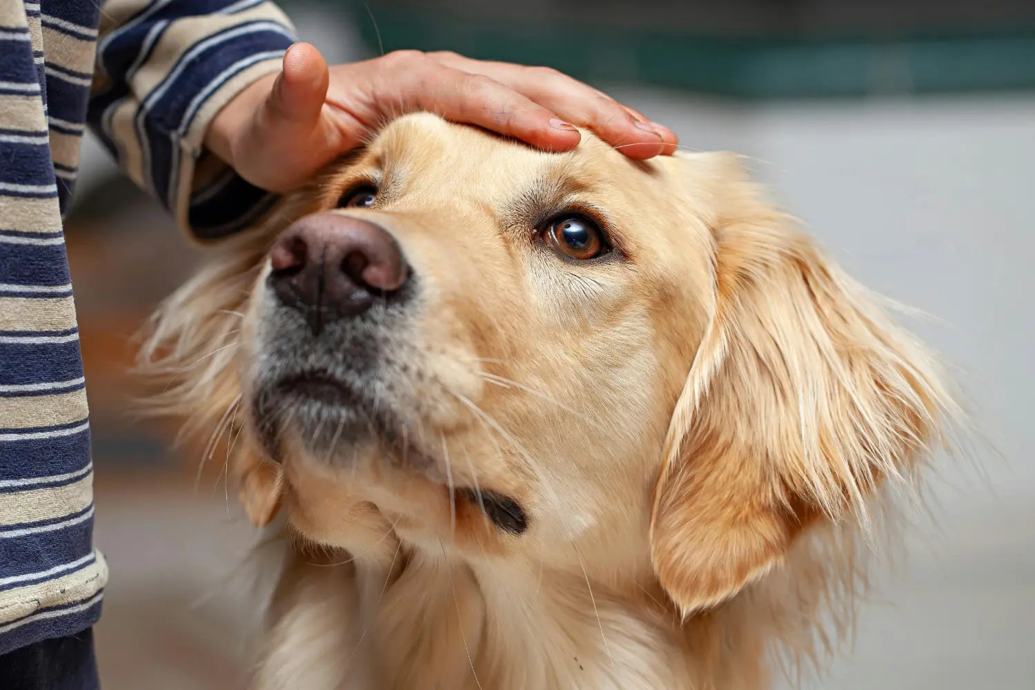 Managing Dog Waste in a Multi-Dog Household: Routines and Tools