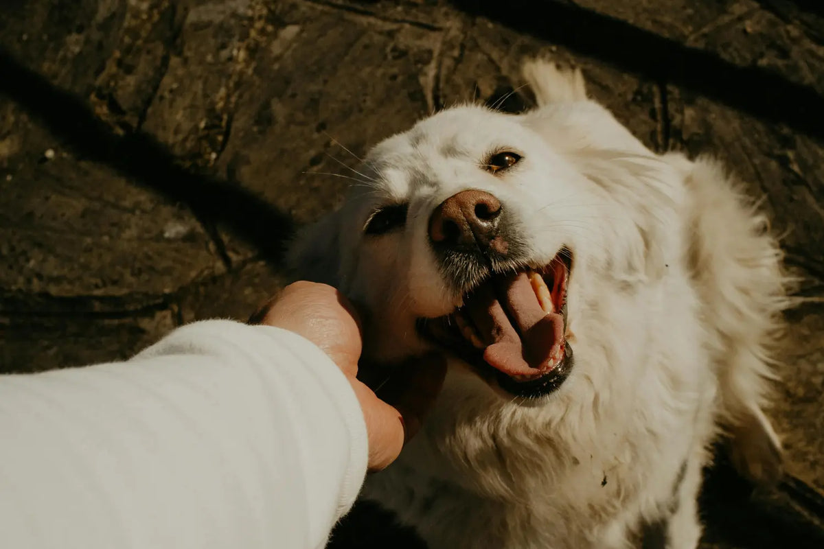 White dog receiving a chin scratch from a person while looking down at the camera with its mouth open in a smile.