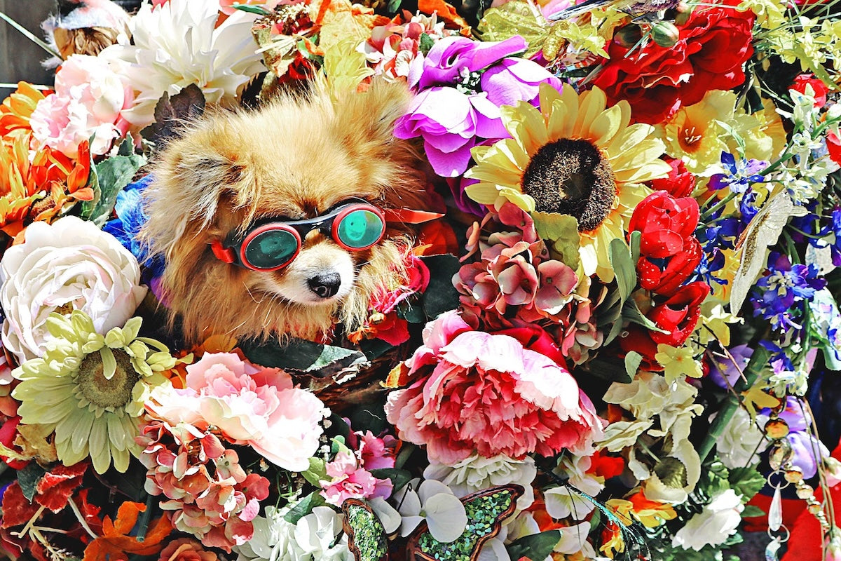 Pomeranian wearing red goggles surrounded by colorful flowers, illustrating flowers dangerous to dogs.