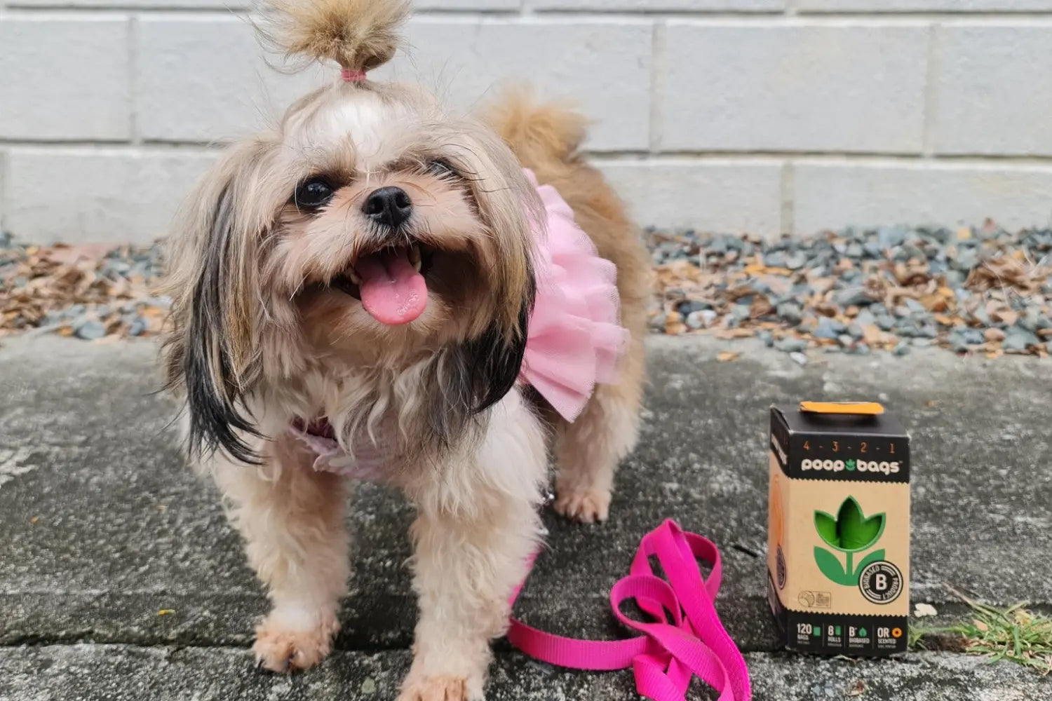 Biodegradable pet waste bags by Poop Bags in a 120-count biobased box next to a happy Shih Tzu wearing a pink tutu and leash on a sidewalk