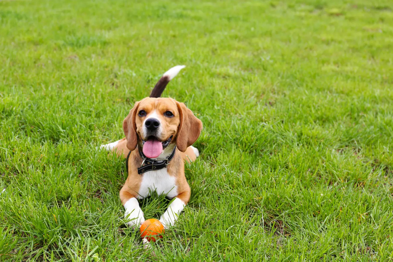 Dog poop bags target audience represented by a happy beagle lying in the green grass with a small orange ball between its paws.