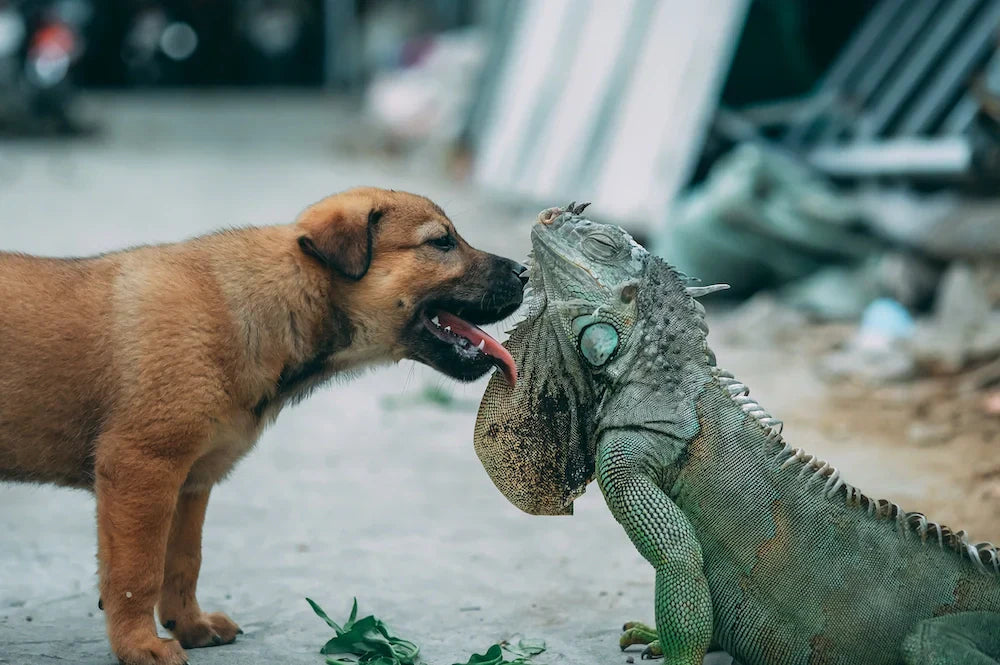 Tan puppy sniffing nose-to-nose with a large green iguana on pavement.