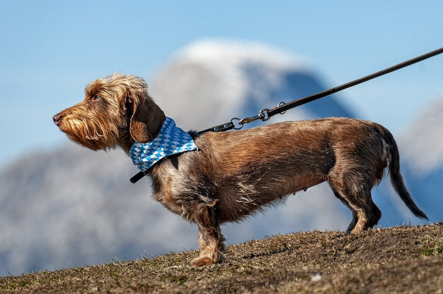 Wire-haired dachshund on a leash standing on a grassy hilltop, a picture of dog digestive health.