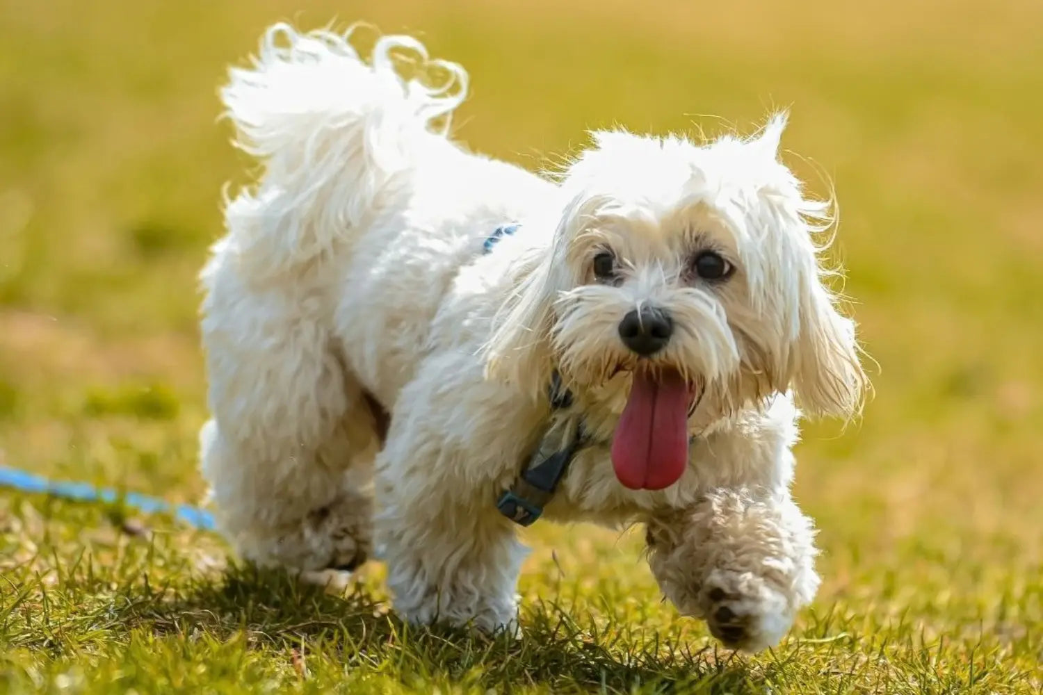 Dog poop bag dispenser clip attached to the leash of a fluffy white Maltese running happily across a grassy park.