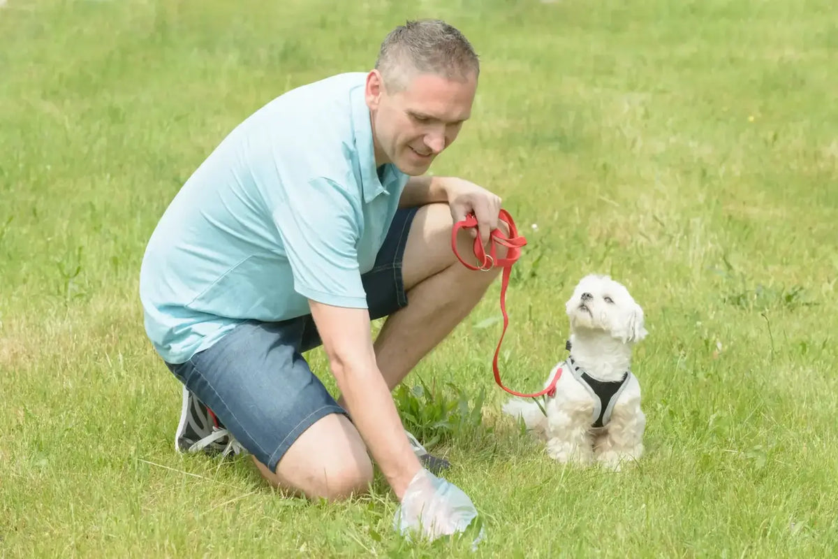 How to Dispose of Dog Poop the Right Way