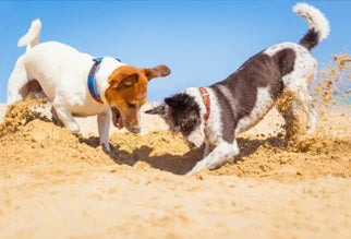 Two small dogs digging holes in beach sand, illustrating natural canine burying behavior.