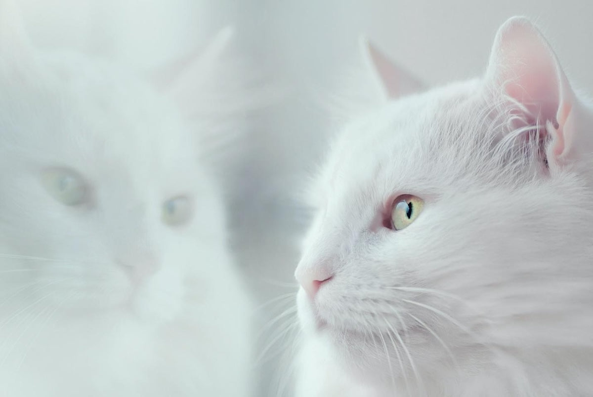 White cat in profile with its blurred reflection, illustrating a guide on CBD for cats.