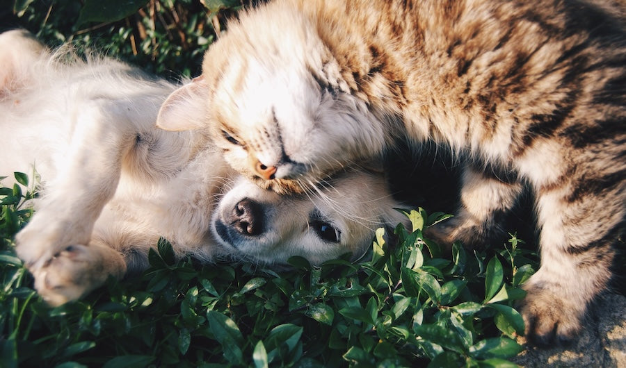 Tabby kitten nuzzling a puppy as they cuddle together on green leafy grass outdoors.