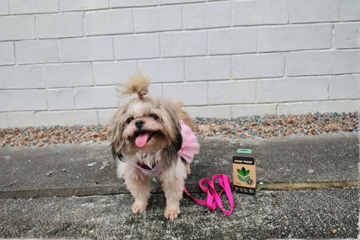 Outdoor pet waste disposal made easy with The Original Poop Bags biobased box displayed beside a cheerful Shih Tzu in a pink tutu and top knot standing on a sidewalk with a pink leash