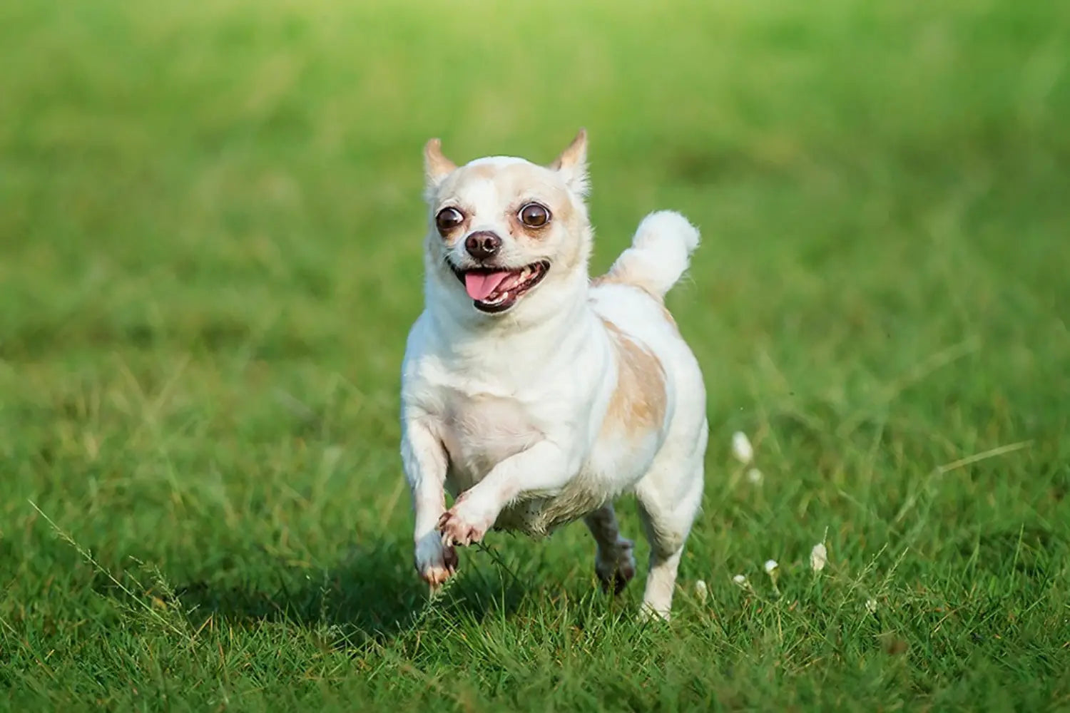 Sustainable dog poop bags keep parks clean for happy pups like this white and tan chihuahua running with a big smile across a lush green grass field